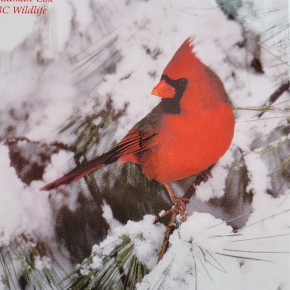 Stranger in the Woods: A Photographic Fantasy ~ Signed by Authors! - Picture 2 of 16